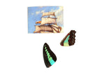 Pair of Real Blue & Black Butterfly Wings for Jewelry or Crafts