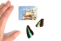 Pair of Real Blue & Black Butterfly Wings for Jewelry or Crafts