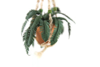 Artisan-Made Vintage 1:12 Miniature Dollhouse Potted Fern Houseplant in Macramé Hanger Signed by Artist