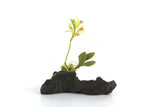 Artisan-Made Vintage 1:12 Miniature Dollhouse Green Orchid on Driftwood