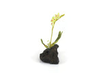 Artisan-Made Vintage 1:12 Miniature Dollhouse Green Orchid on Driftwood