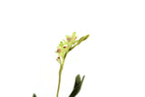 Artisan-Made Vintage 1:12 Miniature Dollhouse Green Orchid on Driftwood