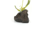 Artisan-Made Vintage 1:12 Miniature Dollhouse Green Orchid on Driftwood