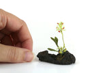 Artisan-Made Vintage 1:12 Miniature Dollhouse Green Orchid on Driftwood