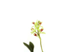 Artisan-Made Vintage 1:12 Miniature Dollhouse Green Orchid on Driftwood