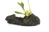 Artisan-Made Vintage 1:12 Miniature Dollhouse Green Orchid on Driftwood