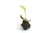 Artisan-Made Vintage 1:12 Miniature Dollhouse Green Orchid on Driftwood