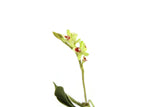 Artisan-Made Vintage 1:12 Miniature Dollhouse Green Orchid on Driftwood