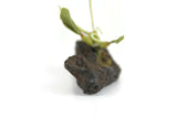 Artisan-Made Vintage 1:12 Miniature Dollhouse Green Orchid on Driftwood