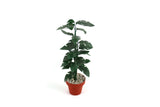 Vintage 1:12 Miniature Dollhouse Potted Floor Plant