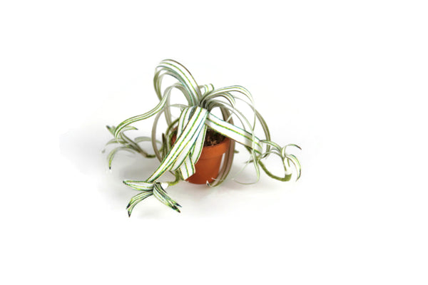 Vintage 1:12 Miniature Dollhouse Spider Plant in Terracotta Pot