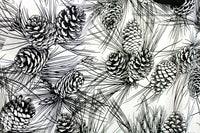 New Modcloth Black & White Pine Tree "Conifer-Ever & Always Dress", Size S, Originally $100