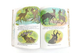 Vintage Walt Disney's Bambi Little Golden Book