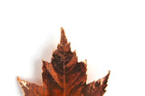 Vintage Copper & Orange Preserved Maple Leaf Brooch