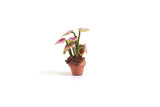 Vintage 1:12 Miniature Dollhouse Calathea Polka Dot Potted Plant