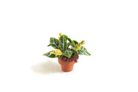 Vintage 1:12 Miniature Dollhouse Potted Zebra Plant