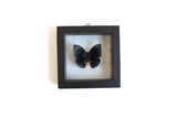 Vintage Black Frame & Clear Glass Butterfly Taxidermy Specimen