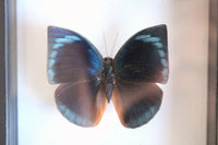 Vintage Black Frame & Clear Glass Butterfly Taxidermy Specimen