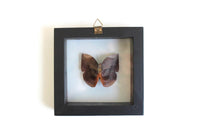 Vintage Black Frame & Clear Glass Butterfly Taxidermy Specimen