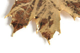 Vintage Gold Preserved Maple Leaf Necklace