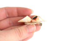 Vintage Celluloid Seashell Brooch
