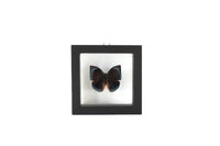 Vintage Black Frame & Clear Glass Butterfly Taxidermy Specimen