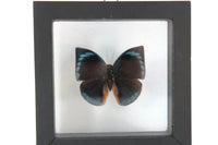 Vintage Black Frame & Clear Glass Butterfly Taxidermy Specimen