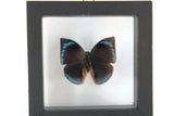 Vintage Black Frame & Clear Glass Butterfly Taxidermy Specimen