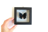 Vintage Black Frame & Clear Glass Butterfly Taxidermy Specimen